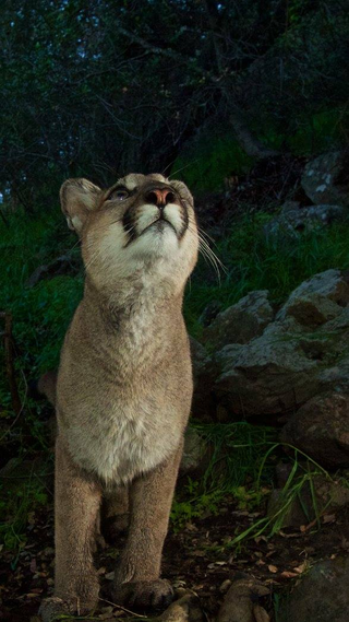Illustration for article titled Oh Hai! Amazing Photos Capture LA's Newest Baby Mountain Lions